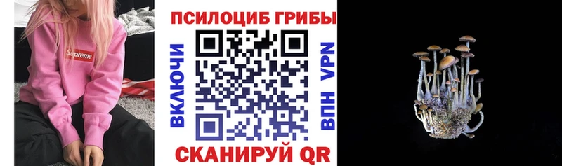 Галлюциногенные грибы Psilocybe  Новохопёрск 